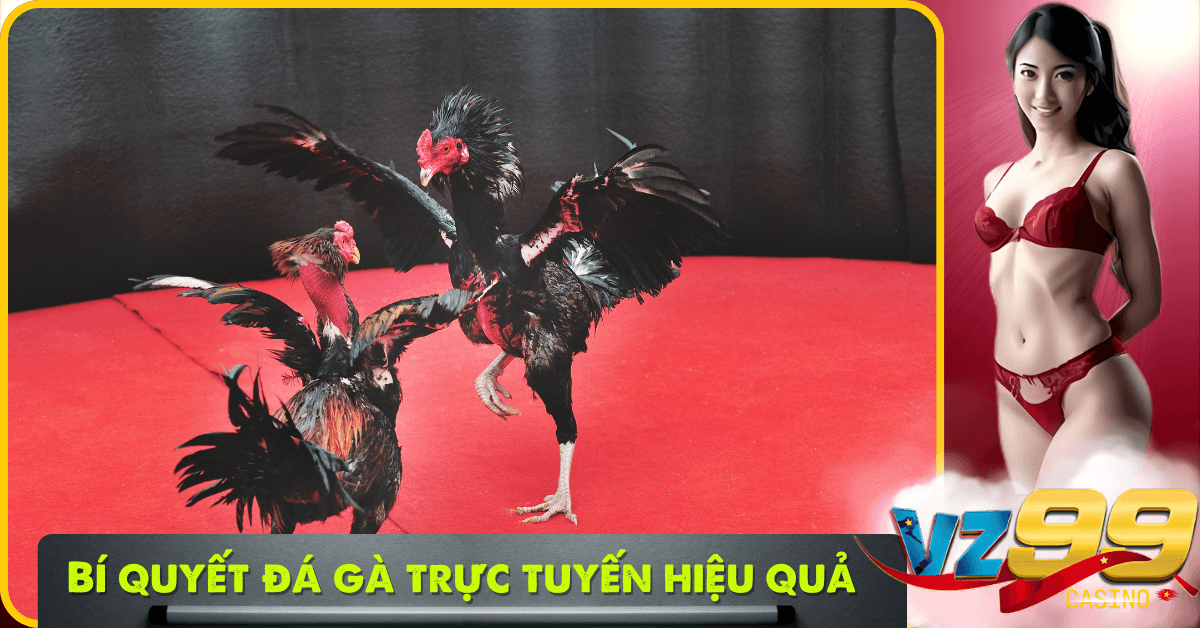 Bí quyết cược đá gà trực tuyến hiệu quả cao cần nắm rõ