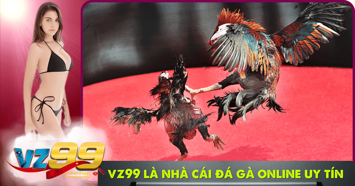 VZ99 là nhà cái đá gà trực tuyến uy tín hàng đầu Việt Nam