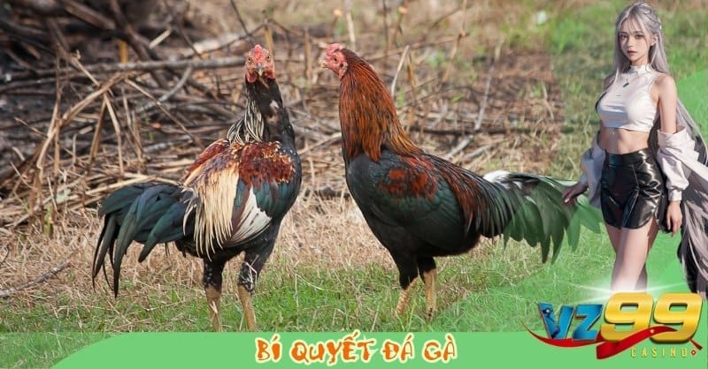 Bí Quyết Đá Gà VZ99: Bách Chiến Bách Thắng Cho Kê Thủ