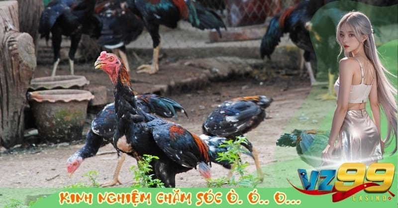 Chăm Sóc Gà Đá: Dinh Dưỡng, Luyện Tập Và Phục Hồi Toàn Diện