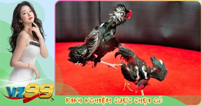 Kinh Nghiệm Cược Đá Gà Online VZ99 Hiệu Quả Từ Chuyên Gia
